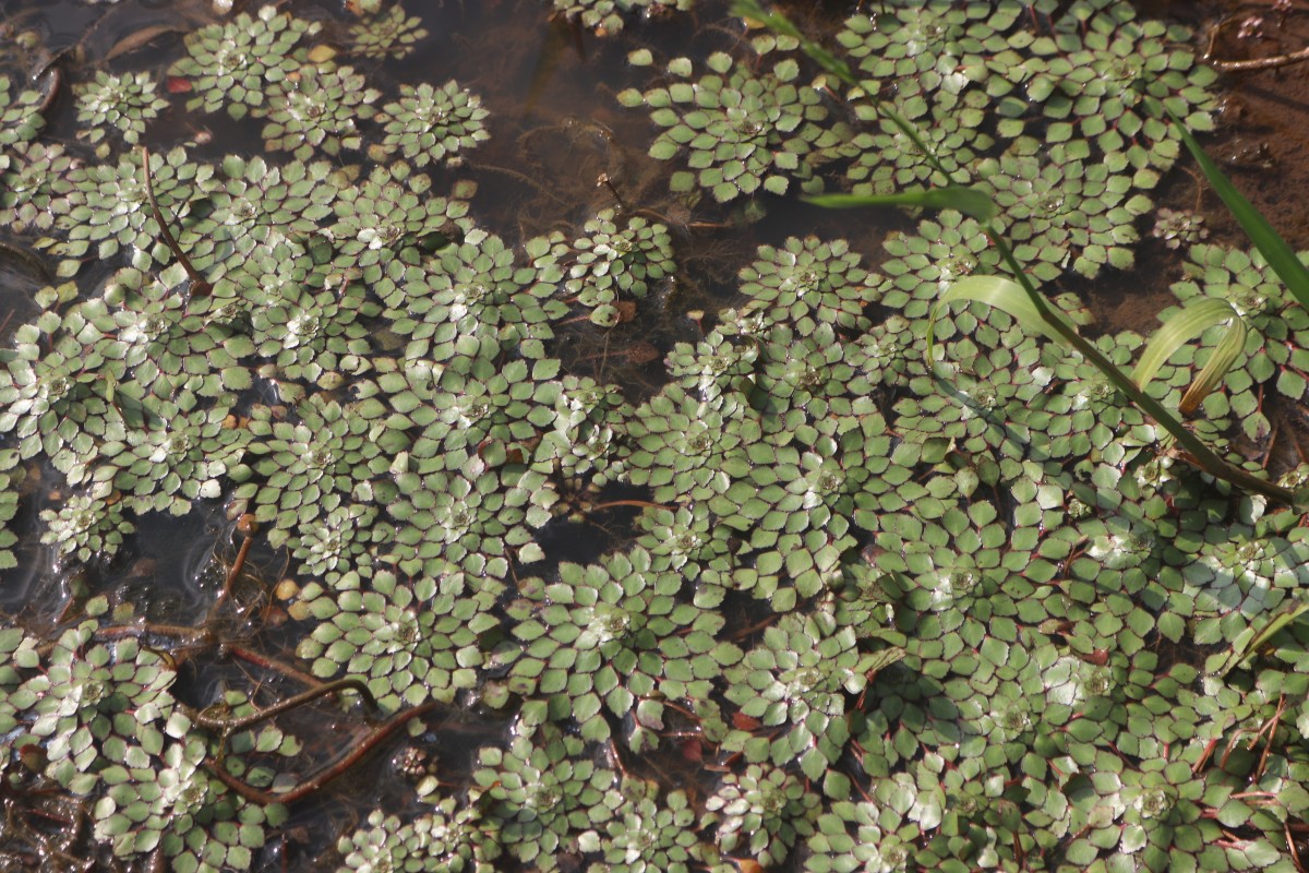 Ludwigia sedoides (Bonpl.) H.Hara